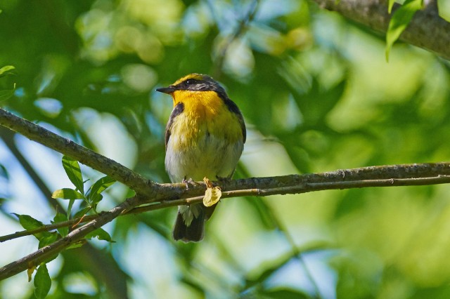 Японская мухоловка, самец
Фотограф: VictorV
Narcissus Flycatcher, male
Просмотров: 462
Комментариев: 0