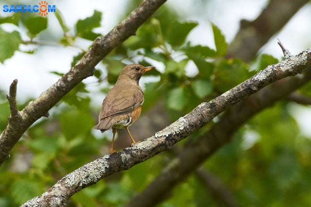 Золотистый дрозд
Фотограф: VictorV
Brown-headed Thrush
Просмотров: 380
Комментариев: 0