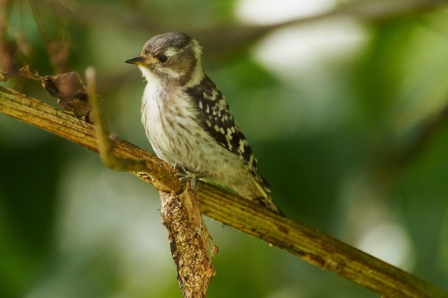 Малый острокрылый дятел
Фотограф: VictorV
Japanese Pygmy Woodpecker
Просмотров: 574
Комментариев: 1