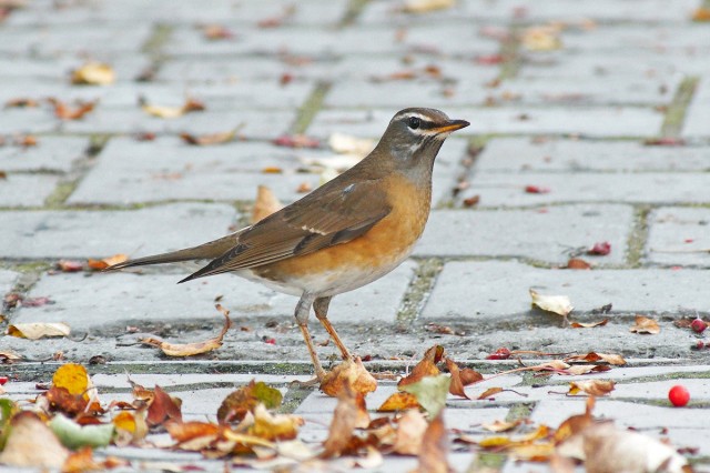 Дрозд Оливковый
Фотограф: VictorV
Eyebrowed Thrush
Просмотров: 1658
Комментариев: 0