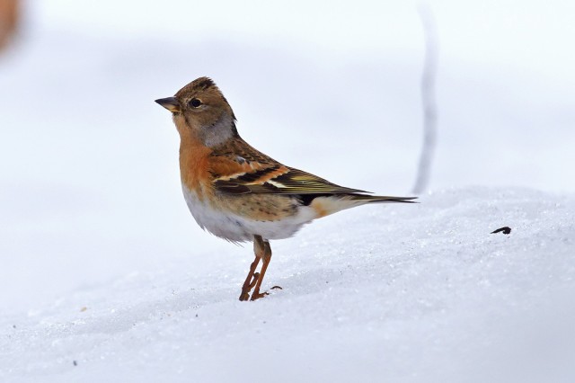 Юрок
Фотограф: VictorV
Brambling
Просмотров: 846
Комментариев: 1