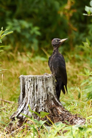 Желна
Фотограф: VictorV
Black Woodpecker

Просмотров: 1227
Комментариев: 0