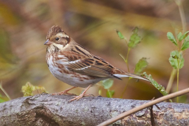 Овсянка-ремез
Фотограф: VictorV
Rustic Bunting
Просмотров: 931
Комментариев: 1