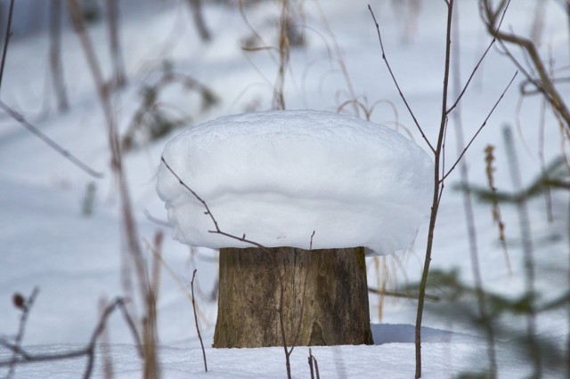 Грибок )