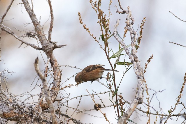 Pallas's Rosefinch
Фотограф: VictorV
Сибирская чечевица
Просмотров: 358
Комментариев: 0