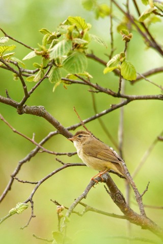 Сахалинская Пеночка 
Фотограф: VictorV
Sakhalin Leaf Warbler

Просмотров: 1162
Комментариев: 0