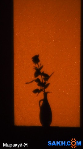 Тень розы