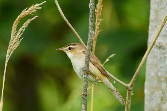 Чернобровая камышевка
Фотограф: VictorV
Black-browed Reed-warbler
Просмотров: 688
Комментариев: 0
