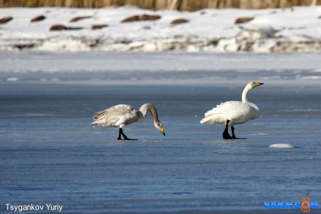 Первые лебеди.
Фотограф: Tsygankov Yuriy

Просмотров: 1409
Комментариев: 0