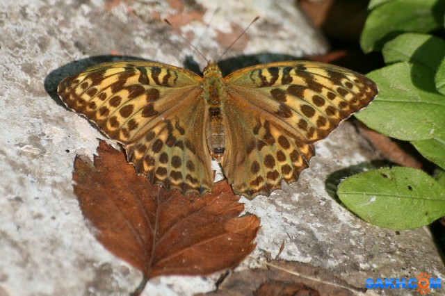 Argynnis paphia

Просмотров: 670
Комментариев: 0