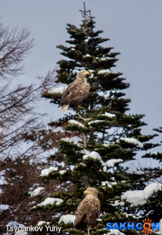 White-tailed Eagles
Фотограф: Tsygankov Yuriy
Орланы-белохвосты
Просмотров: 583
Комментариев: 1