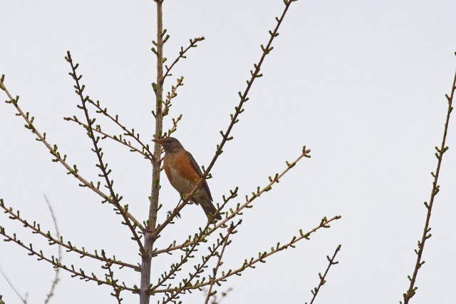 Золотистый дрозд
Фотограф: VictorV
Brown-headed Thrush
Просмотров: 553
Комментариев: 1