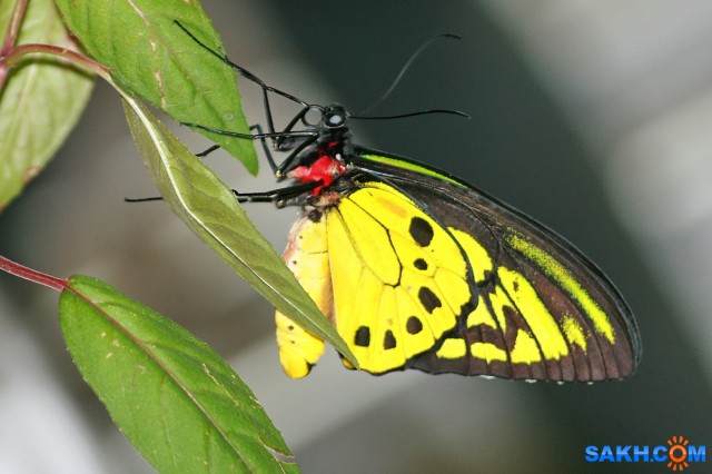 Ornithoptera priamus

Просмотров: 572
Комментариев: 1
