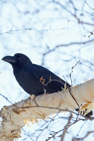 Большеклювая ворона
Фотограф: VictorV
Large-billed Crow

Просмотров: 1144
Комментариев: 0
