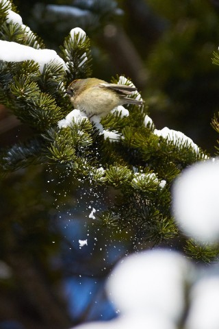 Желтоголовый королёк
Фотограф: VictorV
Goldcrest
Просмотров: 372
Комментариев: 0