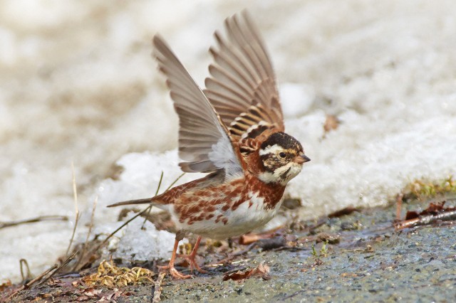Овсянка-ремез
Фотограф: VictorV
Rustic Bunting
Просмотров: 1729
Комментариев: 2