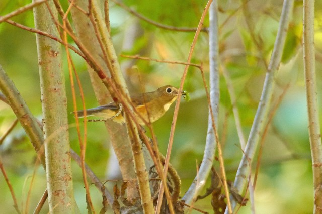 Синехвостка с добычей ))
Фотограф: VictorV
Orange-flanked Bush-robin
Просмотров: 561
Комментариев: 0