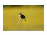 в лютиках
Фотограф: Tsygankov Yuriy

Просмотров: 548
Комментариев: 0