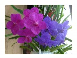 Ascocenda Princess Mikasa 'Pink' & 'Blue'

Просмотров: 1051
Комментариев: 
