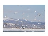 Фотопулемет
Фотограф: Макаров Вячеслав
На озере Тауро. г.Шахтерск. Кто скажет, сколько птиц на фото? :)

Просмотров: 4901
Комментариев: 3