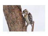 Малый острокрылый дятел
Japanese Pygmy Woodpecker

Просмотров: 812
Комментариев: 4