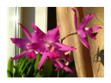 Laelia gouldiana

Просмотров: 755
Комментариев: 