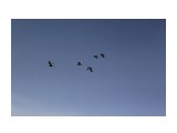 Нет моря без чаек...
Фотограф: vikirin

Просмотров: 2106
Комментариев: 0