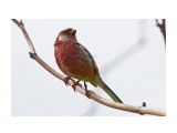 Урагус
Фотограф: VictorV
Long-tailed Rosefinch

Просмотров: 1232
Комментариев: 0