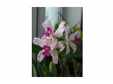 Cattleya amethystoglossa

Просмотров: 713
Комментариев: 