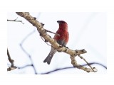 Щур
Фотограф: VictorV
Pine Grosbeak

Просмотров: 805
Комментариев: 1