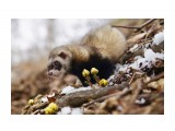 усы-на зависть лисы! :)
Фотограф: Tsygankov Yuriy
А сало то уже съедено.

Просмотров: 560
Комментариев: 0