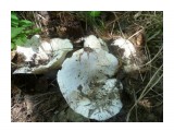 грузди

Просмотров: 2443
Комментариев: 