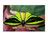 Ornithoptera priamus

Просмотров: 739
Комментариев: 0
