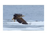 Орлан-белохвост
Фотограф: VictorV
White-tailed Sea Eagle

Просмотров: 798
Комментариев: 3