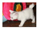 Название: Девочка
Фотоальбом: Котятки Курильского бобтейла!
Категория: Животные

Время съемки/редактирования: 2012:02:19 02:28:00
Фотокамера: Canon - Canon EOS 1100D
Диафрагма: f/4.5
Выдержка: 1/60
Фокусное расстояние: 54/1
Светочуствительность: 800


Просмотров: 372
Комментариев: 0