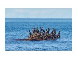 Бакланий островок
Фотограф: VictorV

Просмотров: 477
Комментариев: 0