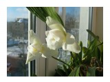 Lycaste skinneri 'alba' x self

Просмотров: 518
Комментариев: 