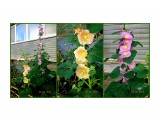 MyCollages

Просмотров: 124
Комментариев: 0