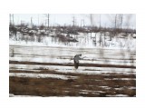 Север Сахалина. Цапля на полях
Фотограф: vikirin

Просмотров: 1495
Комментариев: 0