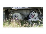 О жизни собачей
Фотограф: Фотохроник

Просмотров: 342
Комментариев: 0