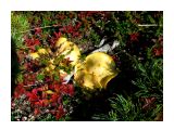 По всей тундре лимонного цвета грибы
Фотограф: vikirin

Просмотров: 4199
Комментариев: 0
