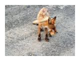 Голодная лиса смело крутилась возле машины
Фотограф: vikirin

Просмотров: 1594
Комментариев: 1