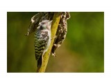 Малый острокрылый дятел
Фотограф: VictorV
Japanese Pygmy Woodpecker

Просмотров: 657
Комментариев: 0