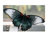 Papilio memnon

Просмотров: 1434
Комментариев: 1