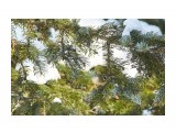 Королёк позирующий
Фотограф: VictorV

Просмотров: 468
Комментариев: 0