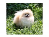Название: 1Guchi
Фотоальбом: Этуаль Дель Эст Гуччи
Категория: Животные

Время съемки/редактирования: 2011:07:19 12:12:41
Фотокамера: Canon - Canon EOS 1000D
Диафрагма: f/5.6
Выдержка: 1/400
Фокусное расстояние: 55/1
Светочуствительность: 200


Просмотров: 440
Комментариев: 0