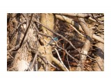Синехвостка за озере Изменчивое