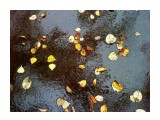 В дождь...
Фотограф: vikirin

Просмотров: 2012
Комментариев: 0