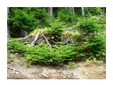 В лесной прибрежной полосе елочки сами себе сеются,для них там идеальный микроклимат
Фотограф: vikirin

Просмотров: 1573
Комментариев: 0