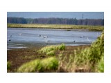 Цапли
Фотограф: Tsygankov Yuriy

Просмотров: 319
Комментариев: 0